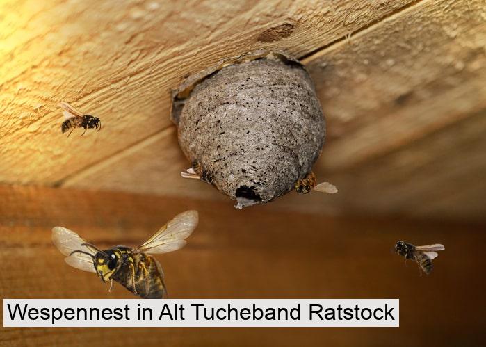 Wespennest in Alt Tucheband Ratstock